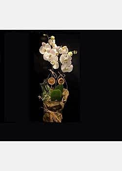 Beyaz Orkide Çift Dallı