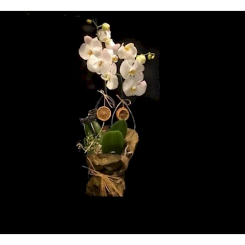 Beyaz Orkide Çift Dallı