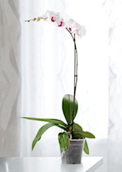 Beyaz Orkide Tek Dallı
