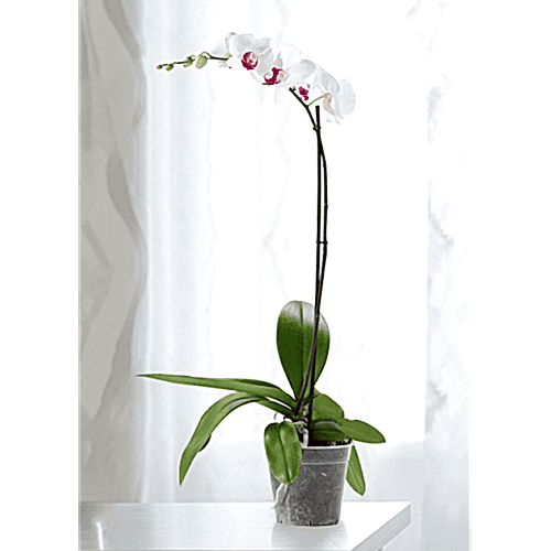 Beyaz Orkide Tek Dallı