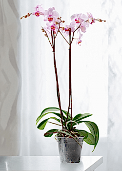 Pembe Orkide Çift Dallı