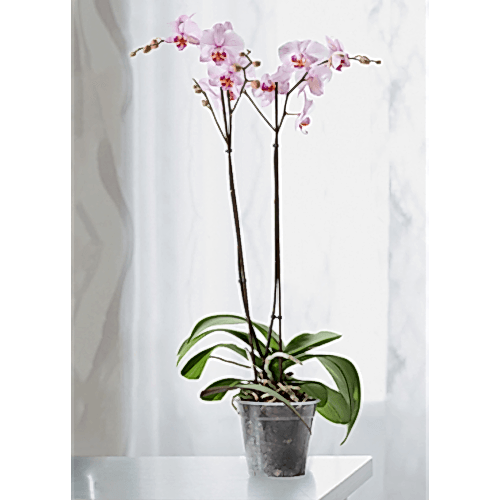 Pembe Orkide Çift Dallı