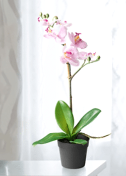 Pembe Orkide Tek Dallı