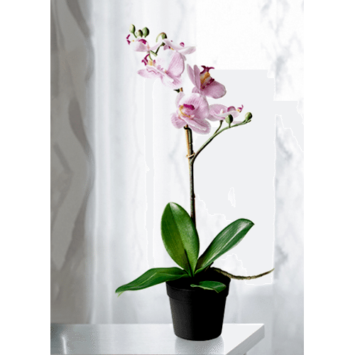 Pembe Orkide Tek Dallı