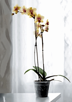 Sarı Orkide Çift Dallı