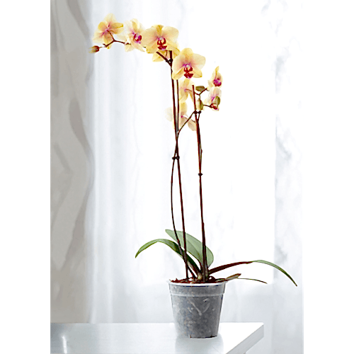 Sarı Orkide Çift Dallı