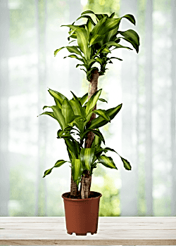Dracena Massengena
